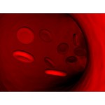 Nutri&ccedil;&atilde;o Celular